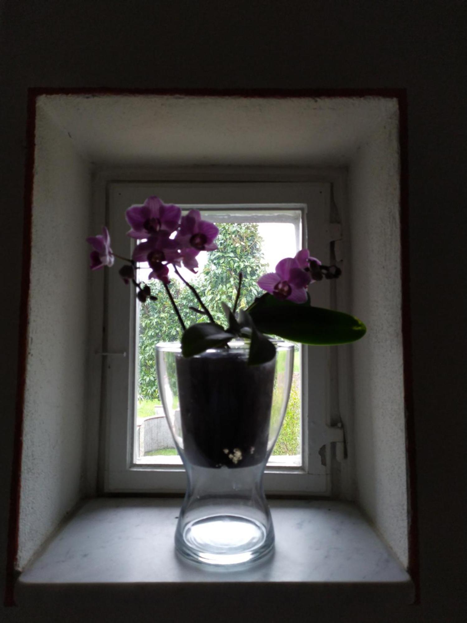 Le Rondini Di San Donato Bed & Breakfast Lucca Dış mekan fotoğraf